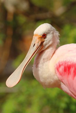 Beutiful roseate spoonbill in Florida clipart