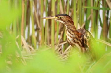 Sazlıkta küçük bir acı