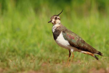 The northern lapwing female in spring clipart