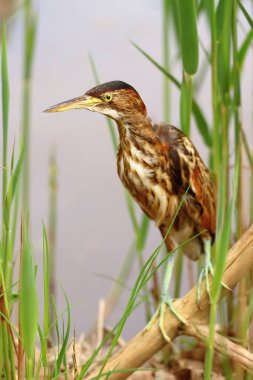 Sazlıkta küçük bir acı