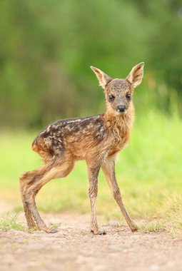 İlkbaharda yavru geyik yavrusu