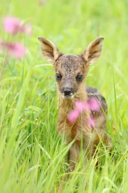 İlkbaharda yavru geyik yavrusu