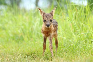 İlkbaharda yavru geyik yavrusu