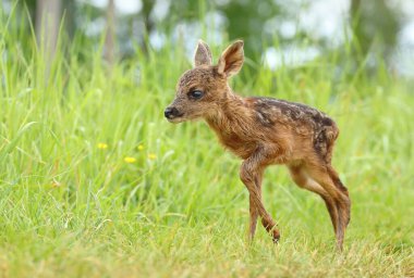 Sevimli küçük geyik yavrusu