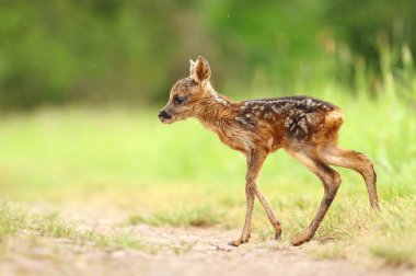 Sevimli küçük geyik yavrusu