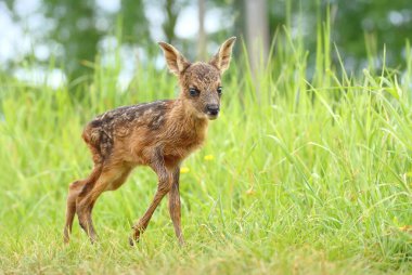 Sevimli küçük geyik yavrusu