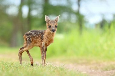 Sevimli küçük geyik yavrusu