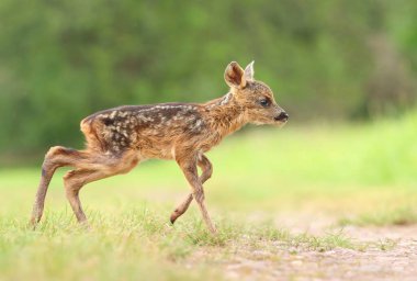 Sevimli küçük geyik yavrusu