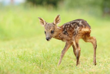 İlkbaharda yavru geyik yavrusu