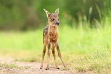 İlkbaharda yavru geyik yavrusu