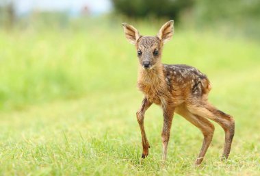 İlkbaharda yavru geyik yavrusu