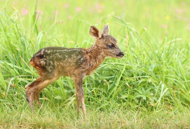İlkbaharda yavru geyik yavrusu