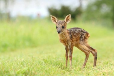 İlkbaharda yavru geyik yavrusu