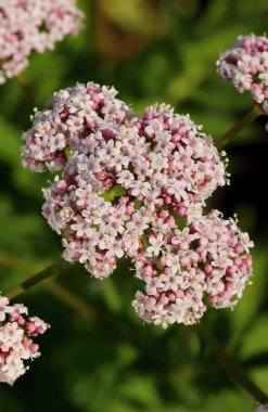 İyileştiren pembe kediotu çiçeği