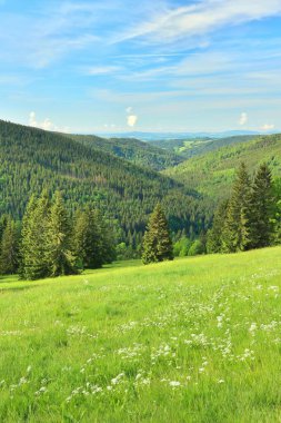 Çek Cumhuriyeti 'ndeki Krkonose Dağları' ndaki Dağ Çayırı