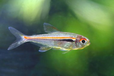 Güzel kırmızı çizgi tetra balığı