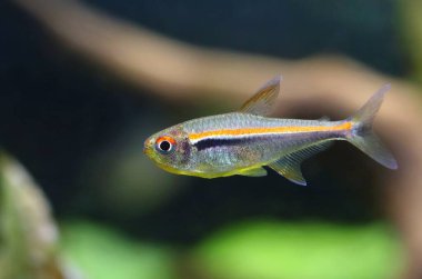 Güzel kırmızı çizgi tetra balığı