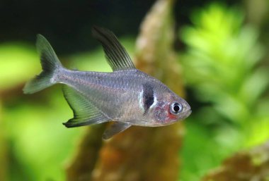 Siyah hayalet tetra balığı.