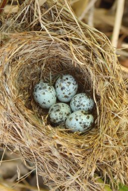 Eggs in the nest of marsh warbler bird clipart