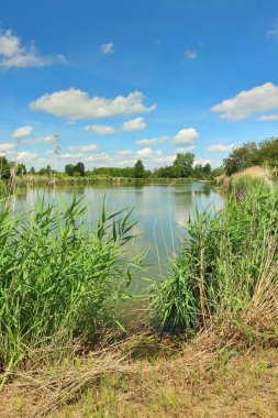 Göl ve sazlığın yaz manzarası
