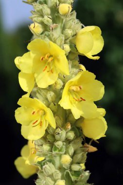 Güzel şifa veren, yoğun çiçekli, gülü açan.