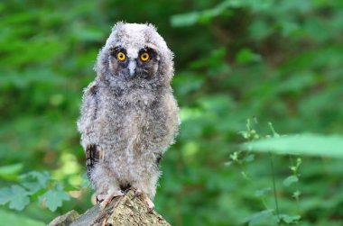 Uzun kulaklı güzel baykuş.