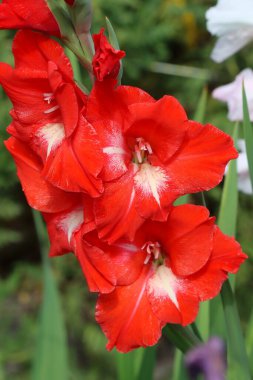 Çiçek açmış güzel kırmızı gladiolus çiçeği