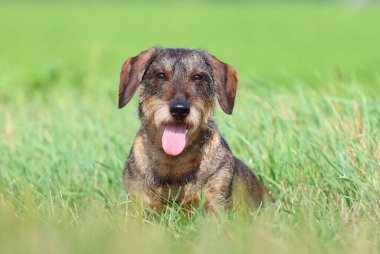 Güzel tel saçlı porsuk köpek.