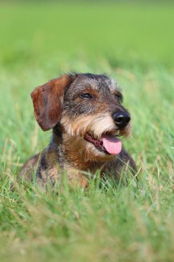 Güzel tel saçlı porsuk köpek.
