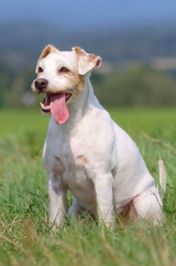 Şirin beyaz papaz Russell Terrier.
