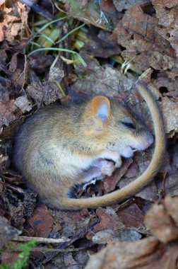 Yazın fındık faresi.