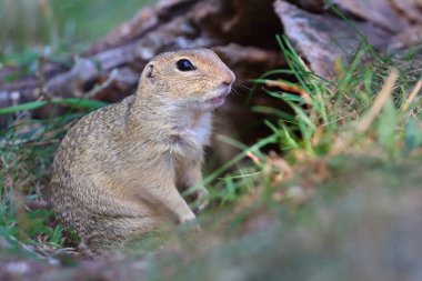 Yazın sevimli Avrupa yer sincabı