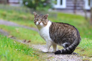 Sonbaharda sevimli ev kedisi