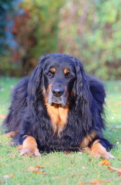 Dışarıda çok kıllı bir köpek var.