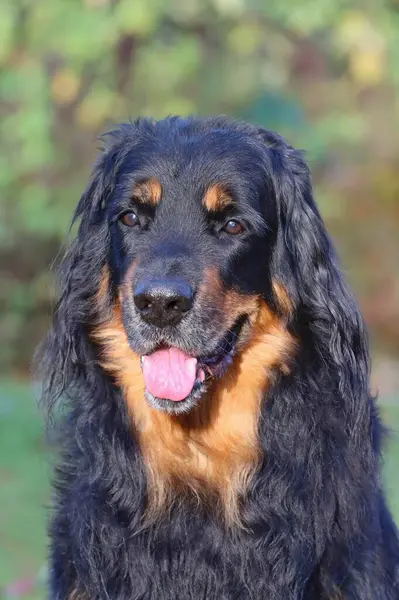 Dışarıda çok kıllı bir köpek var.