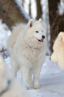 Kar üzerinde çok kıllı bir kızak.