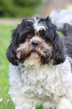 Sevimli Japon shih tzu köpeği.