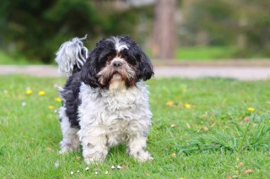 Sevimli Japon shih tzu köpeği.