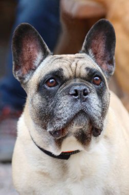 Baharda çok komik Fransız bulldog 'u