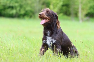 Bohem teli avlıyorum, saçlarım griffon 'u gösteriyor.