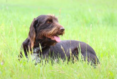 Bohem teli avlıyorum, saçlarım griffon 'u gösteriyor.