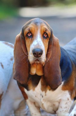 Çok ilginç bir av köpeği.