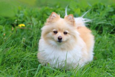 Baharda çok tatlı safkan keeshond