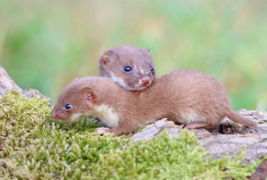 Yazın sevimli küçük gelincik.