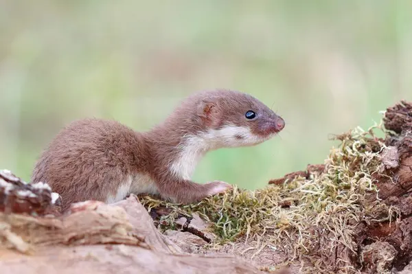 Yazın sevimli küçük gelincik.