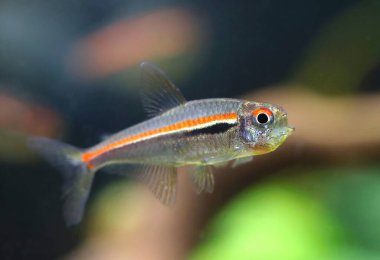 Akvaryumdaki güzel kırmızı çizgi tetra balığı