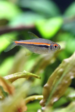Akvaryumdaki güzel kırmızı çizgi tetra balığı