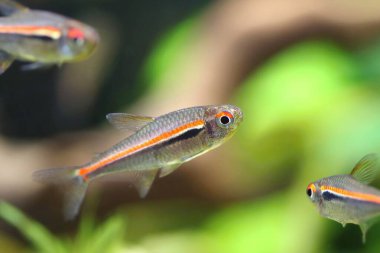 Akvaryumdaki güzel kırmızı çizgi tetra balığı