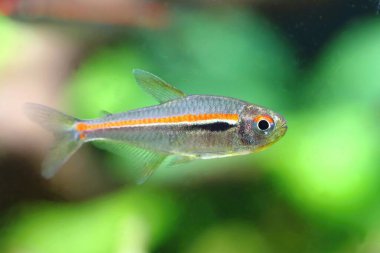 Akvaryumdaki güzel kırmızı çizgi tetra balığı