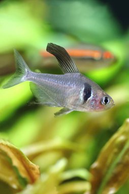 Güzel siyah hayalet tetra balığı